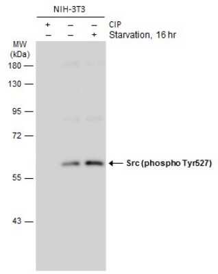 Western Blot: Src [p Tyr527] Antibody [NBP3-13245]